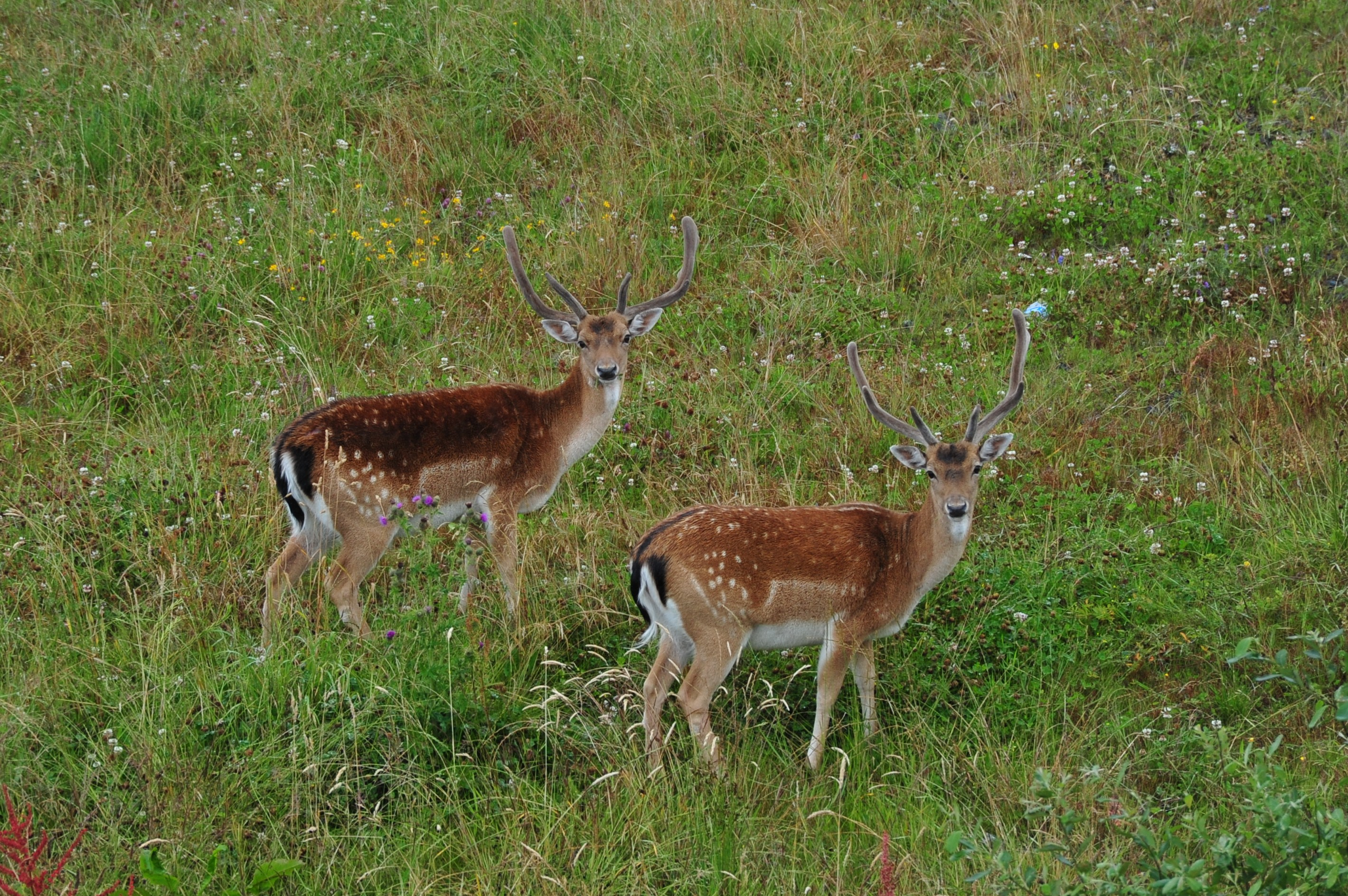 Deer on grounds of Dromoland