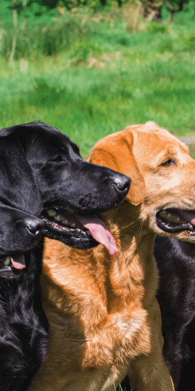 Four friendly dogs sitting on lush green grass under a sunny sky, embodying the hotel's pet-friendly atmosphere.